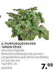PURPURGLÖCKCHEN ‘GREEN SPICE’ im Angebot bei Dehner Garten-Center in Kamen PURPURGLÖCKCHEN ‘GREEN SPICE’ Angebote bei Dehner Garten-Center Kamen für 7,99 €