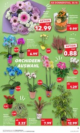 Kaufland Orchidee im Prospekt Kaufland Orchidee im Prospekt