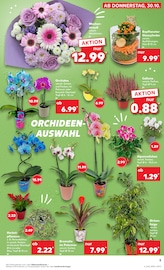 Alpenveilchen Angebote im Prospekt "RICHTIG FRISCH" von Kaufland Alpenveilchen Angebote im Prospekt "RICHTIG FRISCH" von Kaufland auf Seite 5