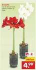 Aktuelles Amaryllis Angebot bei Netto Marken-Discount in Duisburg ab 4,99 €
