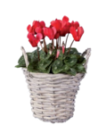 Mini Cyclamen en corbeille en promo chez Lidl Le Mans à 2,99 €