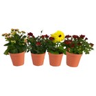 Plante fleurie - Carrefour à Trappes Plante fleurie en promo chez Carrefour Trappes à 2,49 €