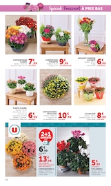 Promos Plantes dans le catalogue "Halloween À PRIX BAS" de Super U Plantes en promo dans le catalogue Super U à la page 32
