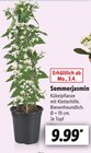 Sommer jasmin im Lidl Prospekt Sommer jasmin im aktuellen Lidl Prospekt für 9,99 €