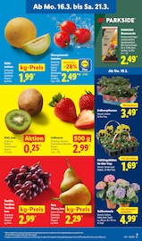 Hortensie im Lidl Prospekt in Neunkirchen Aktueller Lidl Prospekt mit Hortensie, "LIDL LOHNT SICH", Seite 5