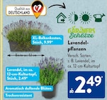 Lavendelpflanzen im ALDI SÜD Prospekt Lavendelpflanzen von GÄRTNERS Schätze im aktuellen ALDI SÜD Prospekt für 2,49 €