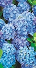 Promo Hortensia à 8,99 € dans le catalogue LaMaison.fr à Nueil-les-Aubiers