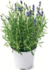 Lavendel Twins bei Netto mit dem Scottie im Greifswald Prospekt für 2,29 €