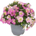 Zauberglöckchen 'Changing Colours' Angebote bei Penny Hamburg für 1,99 €