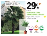 E.Leclerc Le Pian-Médoc - Promo Palmier de chine "CHAMAEROPS EXCELSA" Promo Palmier de chine "CHAMAEROPS EXCELSA" à 29,90 € dans le catalogue E.Leclerc à Le Pian-Médoc