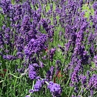 Lavande Hidcote Blue 20/40. Le pot de 3 litres - BOTANIC® dans le catalogue Botanic
