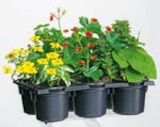 Aktuelles Husarenknöpfchen Angebot bei BayWa Bau- und Gartenmärkte in Nürnberg ab 2,99 €