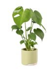 Plante verte en pot design - Lidl à Roubaix Plante verte en pot design en promo chez Lidl Roubaix à 6,99 €