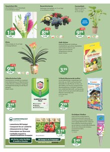 Orchidee im V-Markt Prospekt "V-Markt einfach besser einkaufen" mit 22 Seiten (München)