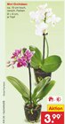 Aktuelle Orchidee Angebote bei Netto Marken-Discount in Bremen Aktuelles Mini Orchideen Angebot bei Netto Marken-Discount in Bremen ab 3,99 €