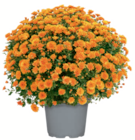 Chrysanthemenbusch einfarbig im Angebot bei toom Baumarkt in Salzgitter Chrysanthemenbusch einfarbig Angebote bei toom Baumarkt Salzgitter für 5,99 €