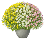 Hellweg Gerbstedt - Chrysanthemen-Busch Trio Angebot im Prospekt Chrysanthemen-Busch Trio bei Hellweg im Gerbstedt Prospekt für 14,99 €