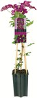 Clematis Waldrebe im aktuellen Netto mit dem Scottie Prospekt