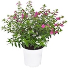 Gartennelke im REWE Prospekt Gartennelke von im aktuellen REWE Prospekt für 1,79 €