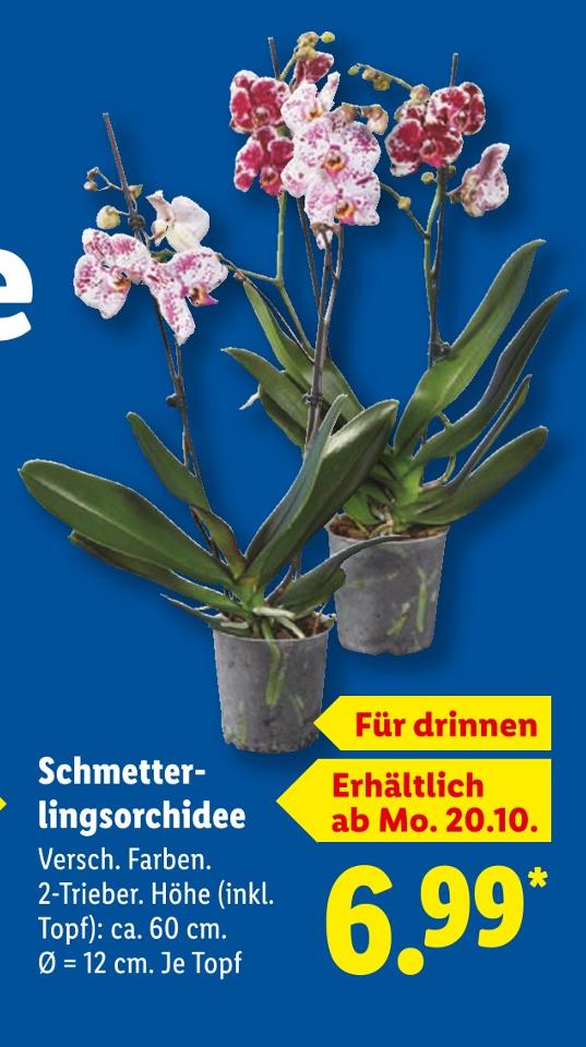 Schmetterlingsorchidee