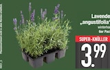 Lavendel angustifolia für 3,99 € bei EDEKA im Angebot Lavendel angustifolia im aktuellen EDEKA Prospekt