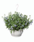 Suspension plantes fleuries - Lidl à Argenteuil Suspension plantes fleuries en promo chez Lidl Argenteuil à 6,49 €