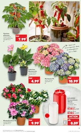 Hortensie im Kaufland Prospekt in Plauen Aktueller Kaufland Prospekt mit Hortensie, "KNÜLLER", Seite 18