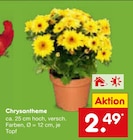 Aktuelles Chrysantheme Angebot bei Netto Marken-Discount in Mönchengladbach ab 2,49 €