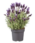 Lavandula stoechas  im aktuellen Lidl Prospekt für 2,99 €