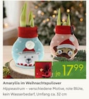 Aktuelle Zimmerpflanzen Angebote bei Pflanzen Kölle in Nürnberg Aktuelles Amaryllis im Weihnachtspullover Angebot bei Pflanzen Kölle in Nürnberg ab 17,99 €