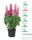 Beetstauden Angebote bei Lidl Haltern am See für 4,49 €