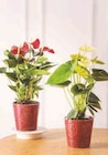 Anthurium - Super U à Chartres Anthurium en promo chez Super U Chartres à 8,99 €