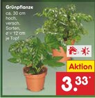 Aktuelles Grünpflanze Angebot bei Netto Marken-Discount in Leipzig ab 3,33 €