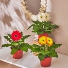 Gerbera en promo chez Carrefour Villeurbanne à 2,49 €