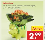 Aktuelle Blumen Angebote bei Netto Marken-Discount in Essen Aktuelles Kalanchoe Angebot bei Netto Marken-Discount in Essen ab 2,99 €