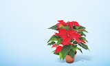 POINSETTIA POT 14 CM en promo à 5,99 € chez Netto POINSETTIA POT 14 CM dans le catalogue Netto