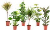 PLANTES VERTES - SANS MARQUE en promo chez Auchan Hypermarché Calais à 6,49 €