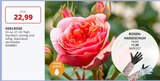 Edelrose im Angebot bei Raiffeisen Rhein-Ahr-Eifel Handelsgesellschaft mbH in Euskirchen Edelrose Angebote bei Raiffeisen Rhein-Ahr-Eifel Handelsgesellschaft mbH Euskirchen für 11,99 €