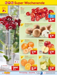 Netto Marken-Discount Zimmerpflanzen im Prospekt 