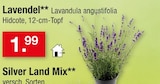 Lavendel für 1,99 € bei Zimmermann im Angebot Lavendel im aktuellen Zimmermann Prospekt