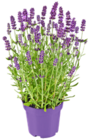 Lavendel im Angebot bei Kaufland in Dachau Lavendel Angebote bei Kaufland Dachau für 1,69 €