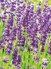 Lavendel im Angebot bei toom Baumarkt in Braunschweig Lavendel Angebote bei toom Baumarkt Braunschweig für 2,49 €