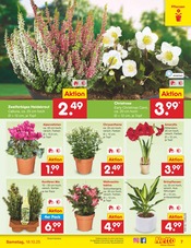 Aktueller Netto Marken-Discount Prospekt mit Zimmerpflanzen, "Aktuelle Angebote", Seite 7