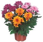 Chrysanthème multi fleurs en promo chez Carrefour Élancourt à 1,79 €
