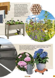 Zimmerpflanzen Angebot im aktuellen Hornbach Prospekt auf Seite 27