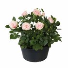 Bananier à planter en promo chez Lidl Bananier à planter dans le catalogue Lidl