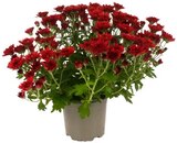 Chrysantheme im Angebot bei REWE in Kaufbeuren Chrysantheme Angebote von REWE Beste Wahl bei REWE Kaufbeuren für 1,49 €
