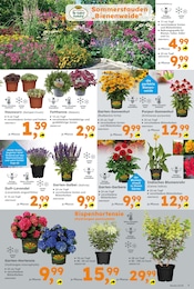 Hortensie im Globus-Baumarkt Prospekt in Ratingen Aktueller Globus-Baumarkt Prospekt mit Hortensie, "Immer eine Idee besser", Seite 7