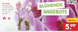 Orchidee im Angebot bei Netto Marken-Discount in Wolfsburg Orchidee Angebote bei Netto Marken-Discount Wolfsburg für 5,99 €