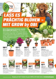 OBI Grünpflanzen im Prospekt 